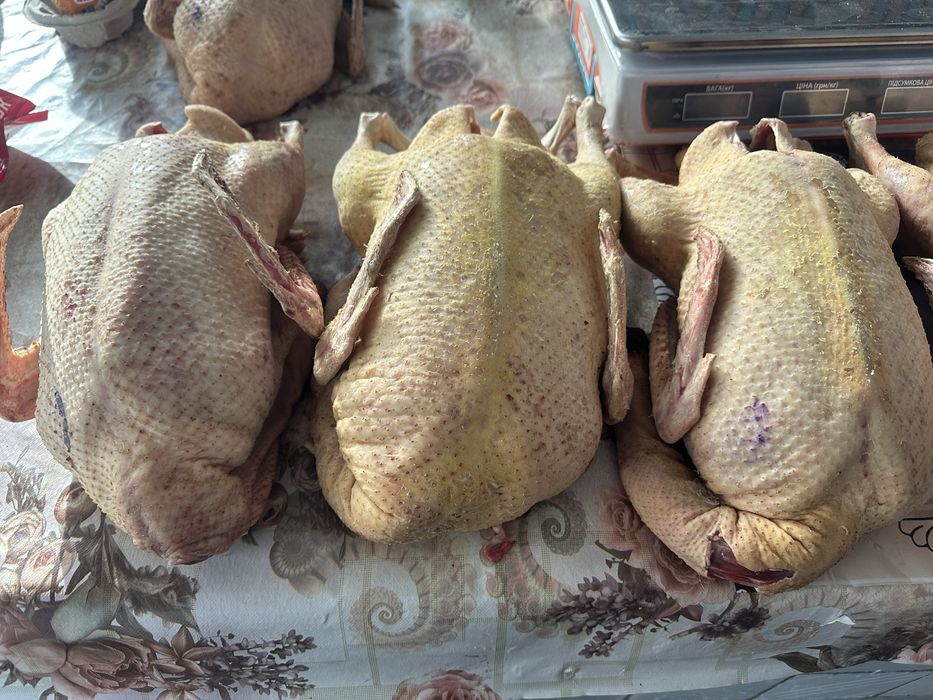 Качка мулард утка мʼясо