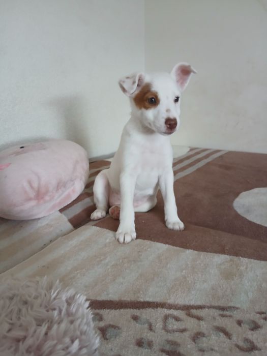 Wesoła suczka Jack russell  terrier