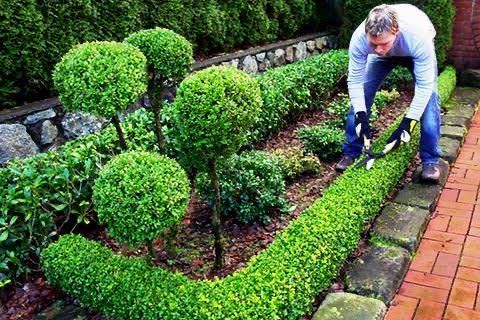 Стрижка плодових и  декоративных растений,уход за садом.