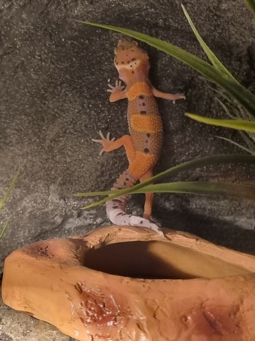 Gekon lamparci miniatura