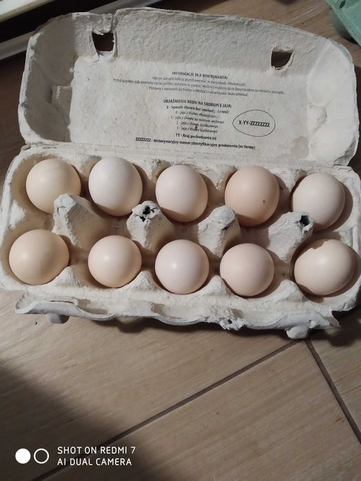 Jajka lęgowe silki i kochina olbrzymiego.