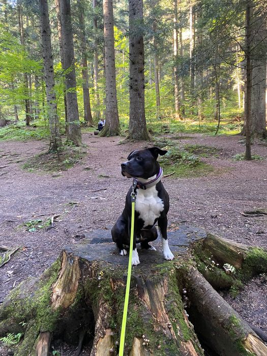 Вʼязка амстафф. Кобель шукає дівчинку