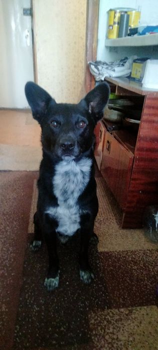 В хороши руки віддам пса