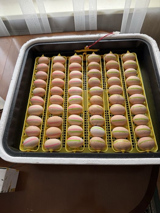 Інкубаційне яйце. Порода брама світла