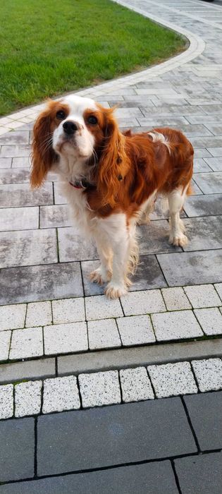 Pies Cavalier King Charles Spaniel pies rasowy szczeniaki