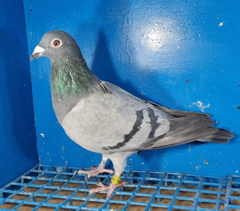 Gołąbek Lotowy Samiczka Syn Olimpijki x Vanvinkel