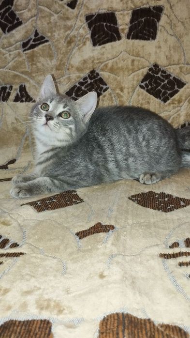 Котики і кішечка шукають нову родину. Кошенята. 2 кота і 1 кішечка.