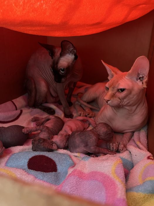 бронь канадські сфінкси