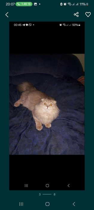 Шотландські кошенята,поїнд блю