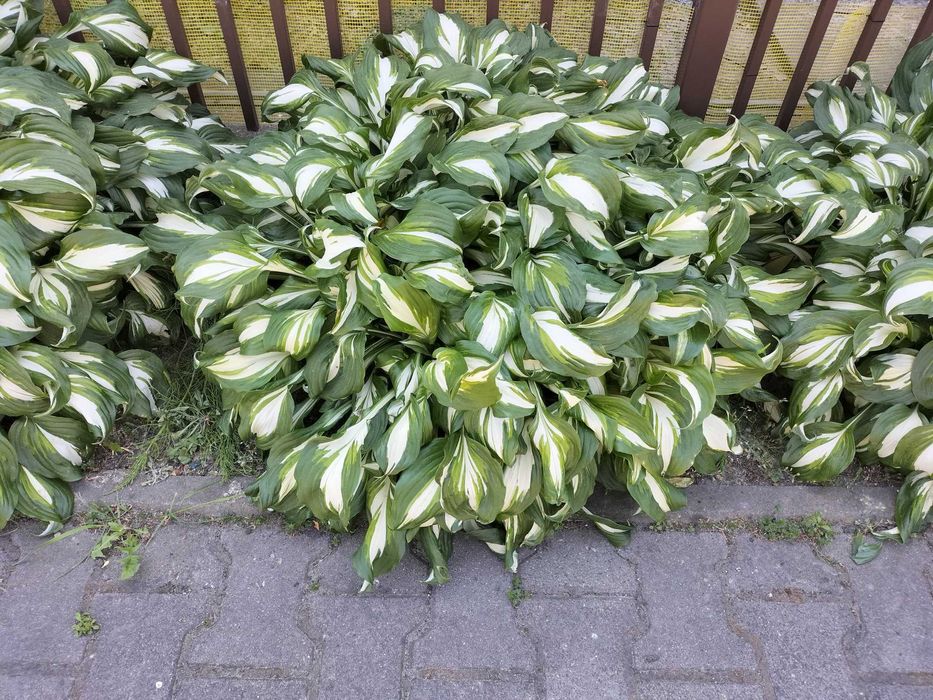 funkia (hosta) - kwiaty wieloletnie do ogrodu