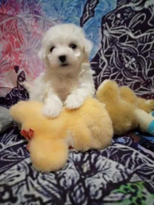 Мальтіпу. Цуценята. Доставка