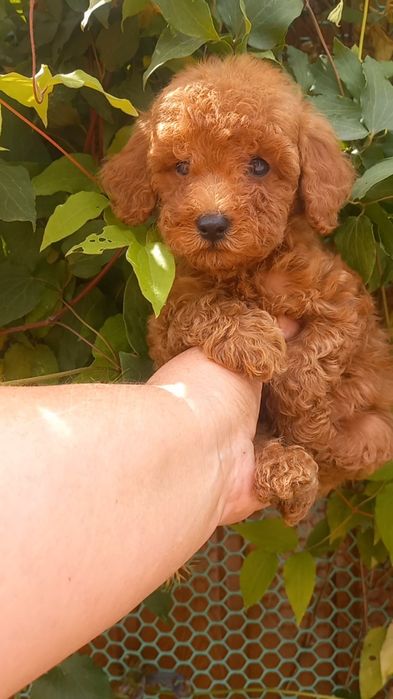 Малыш той пудель