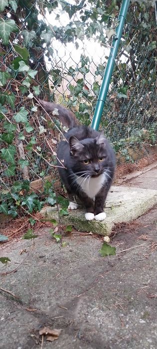 Dalia, kocia dama do adopcji