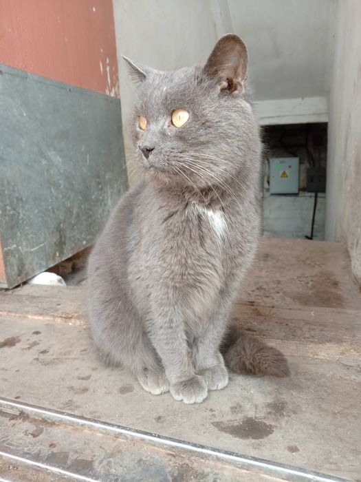 Котик Ватсон шукає дім