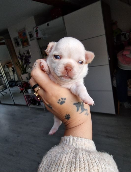 Beżowy piesek Chihuahua