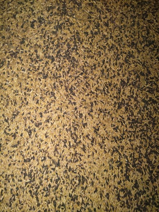 Pszenżyto, owies, wyka