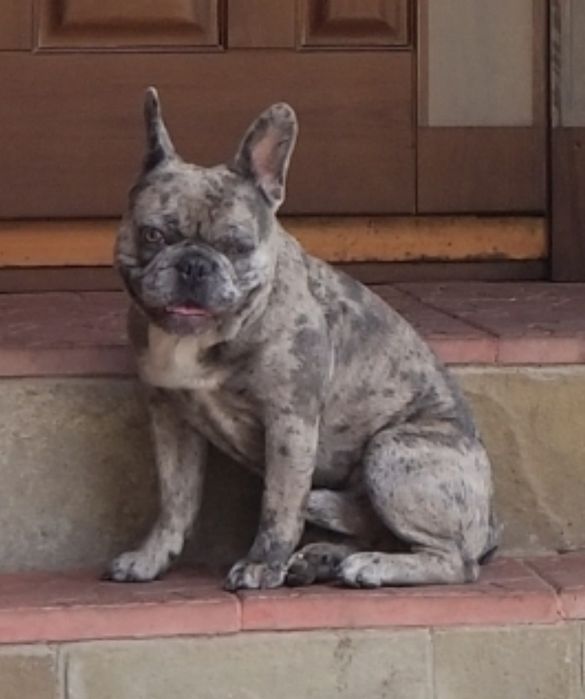 Вязка французский бульдог Конар.