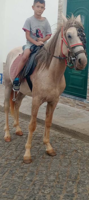 Cavalo com 3 anos manso