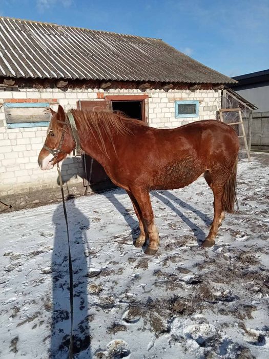 Продам коня 3 роки