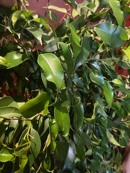 Фікус Бенджаміна