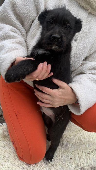 Цуценята в добрі ручки!