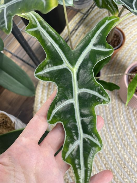 Філодендрон, бульби алоказіі