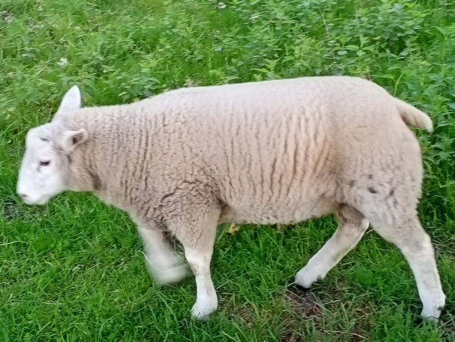 Sprzedam tryka texel