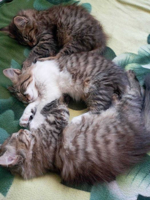 Пропонуються чудові котятки