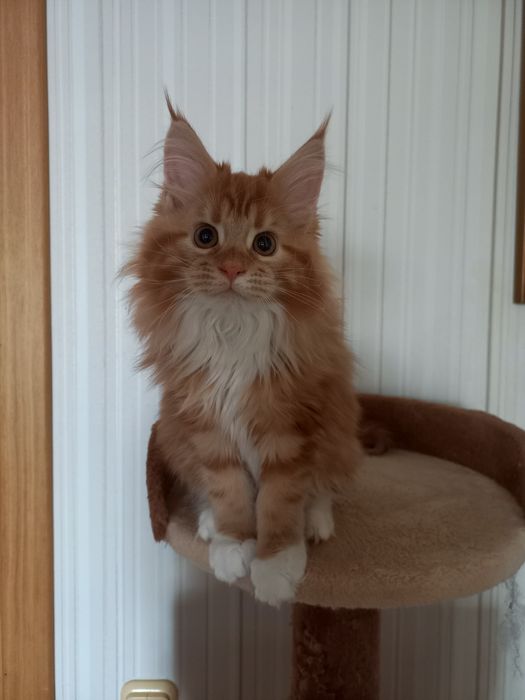 Мейнкуны  разный окрас и возраст ,крупные  с документамиWCF.