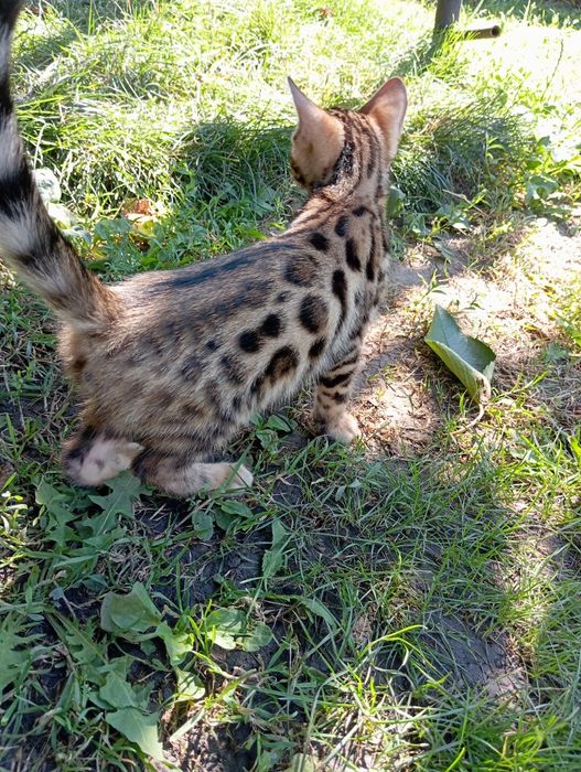 Бенгальский мальчик