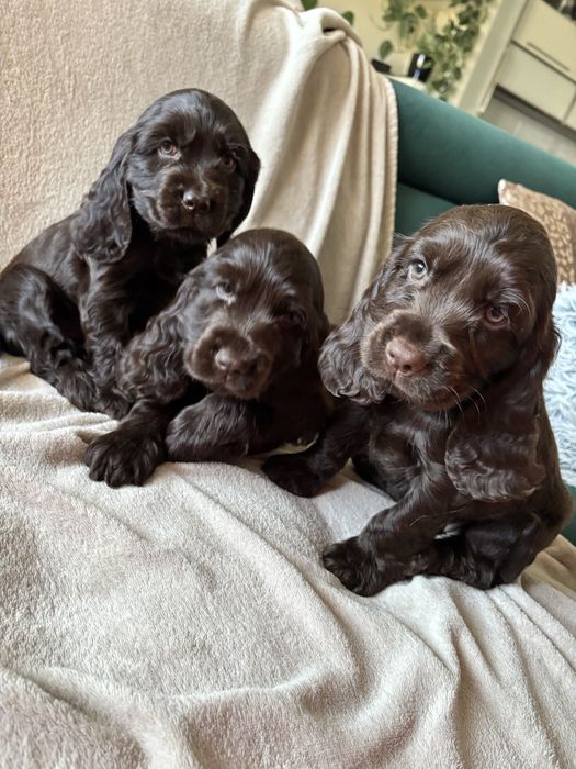 Cocker spaniel angielski czekoladowe