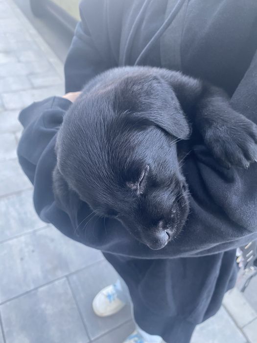 Цуценя лабрадора