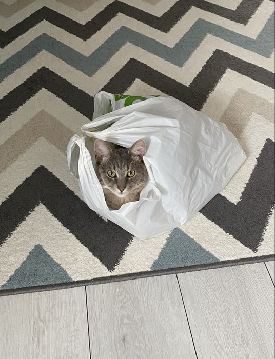 Безкоштовно віддам кота. Ірпінь/Київ