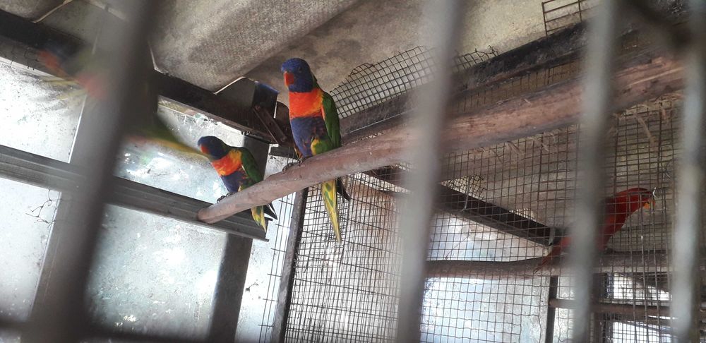 Loris molucanus M e F