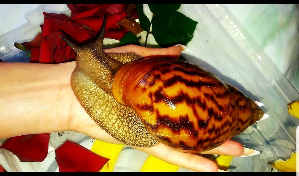 100 грн Ахатина ТИГР улитки -Равлики, АрхАхатина