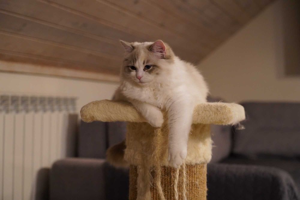 Kotka Ragdoll z rodowodem