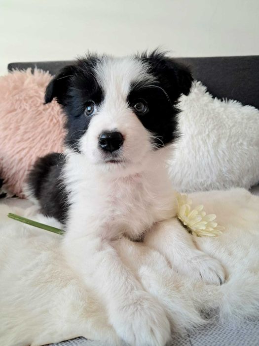 Śliczna sunia Border Collie.Gaja