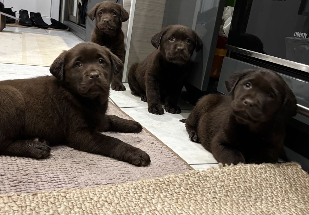 Бронь! Шоколадки! КСУ!