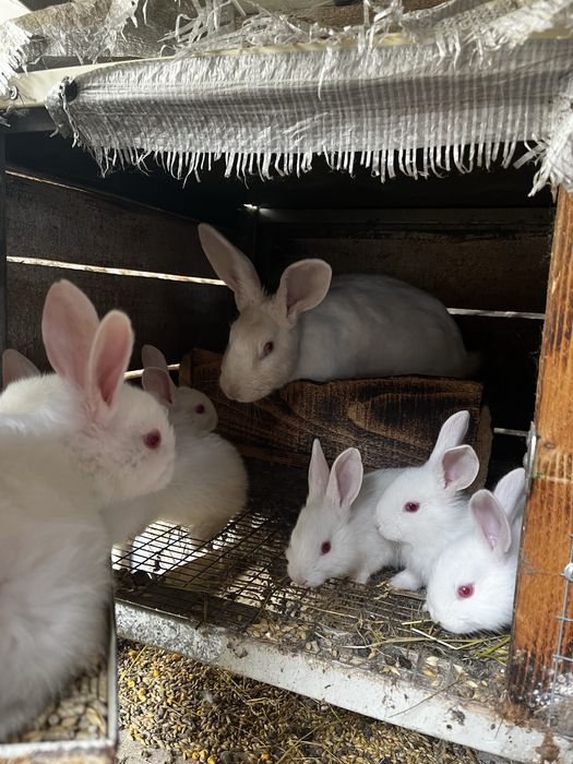 Продам кролів різних порід