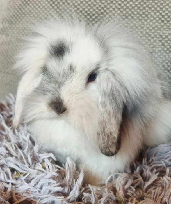 Krolik baranek mini lop