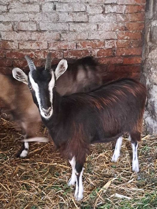 Продаються кози закарпатської породи!!!
