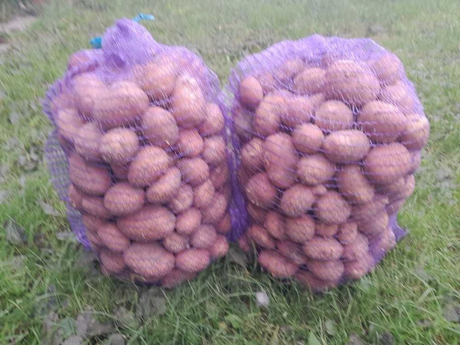 Ziemniaki Bellarosa (Bellaroza) sprzedam
