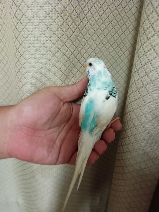 Vendo crias de piriquito