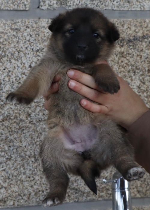 cães de porte grande bebés