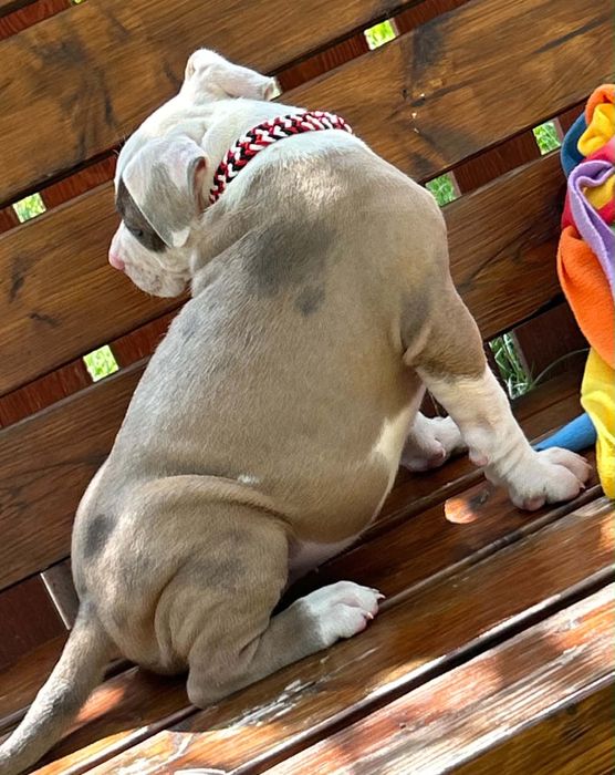 American Staffordshire Terrier
