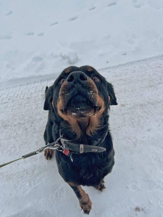 Rottweiler do adopcji, suka Bronka