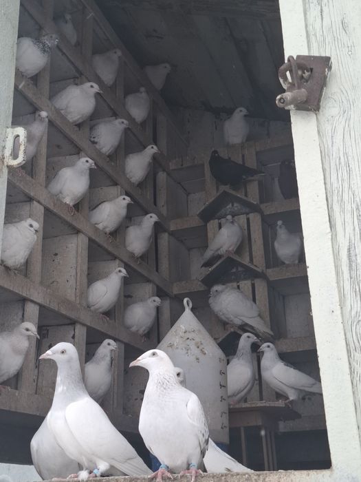 Lot gołębi jasnych perłowych.