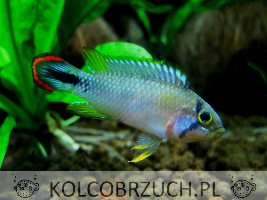 Pielęgniczka panduro - Apistogramma panduro - dowozimy, wysyłamy
