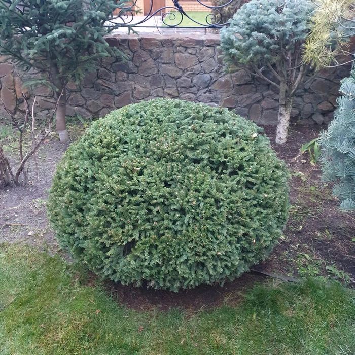 Садовник.Топиарная стрижка растений.