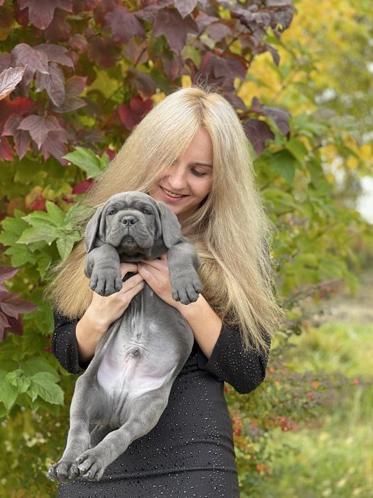 Сane corso-Топ щенки сірого забарвлення